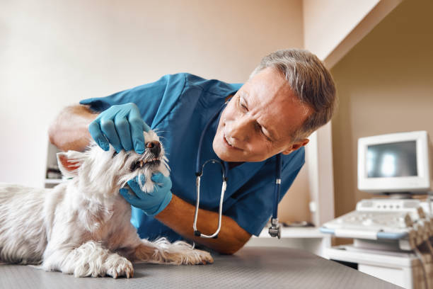 Best Emergency Dental Services for Seniors in St Charles, MI